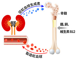 腎影響血液的製造和新陳代謝